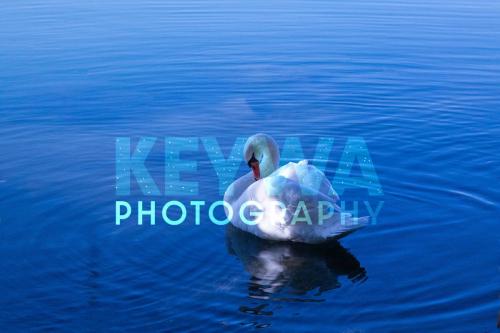 _MG_9679 modif copie 2